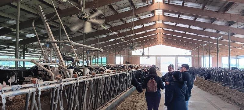 Livestaqsens sopralluogo stalle