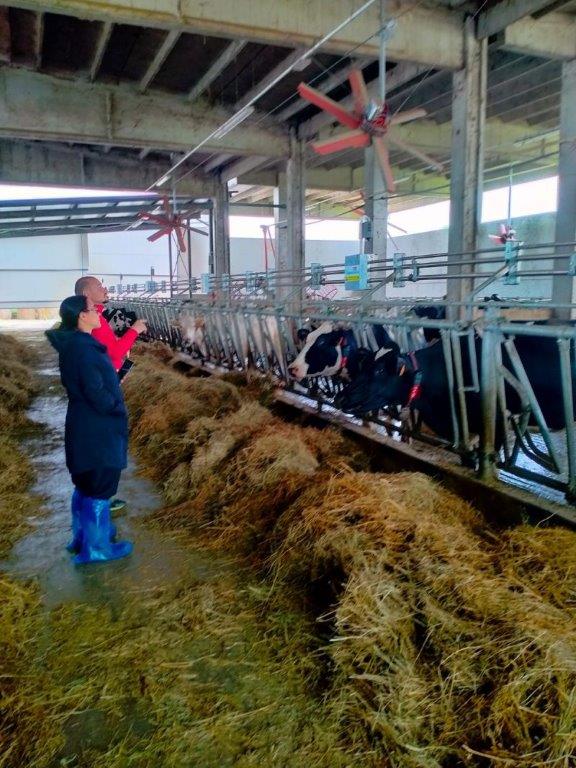 Livestaqsens sopralluogo stalle